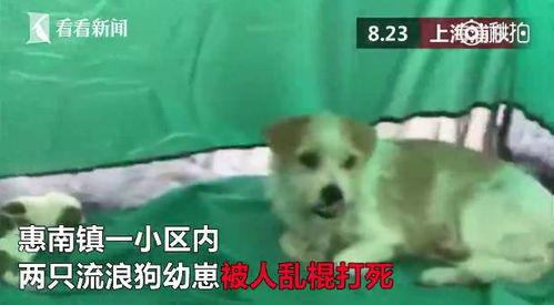 向死而生二狗最新爆料视频,揭秘背后惊人真相