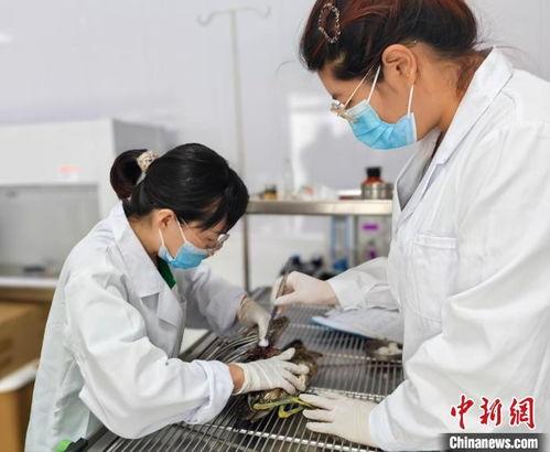 衡水医生爆料视频,揭露医疗行业惊人内幕