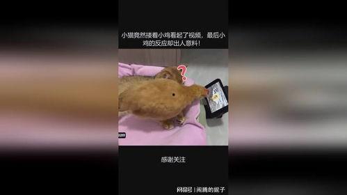 玩小鸡视频在线观看,在线观看趣味无限