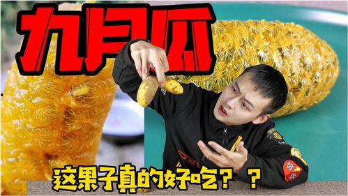 小说九月吃瓜免费阅读,一场神秘瓜农的奇幻之旅