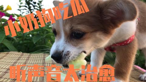 网红吃瓜狗子是谁,揭秘网络红人的神秘魅力
