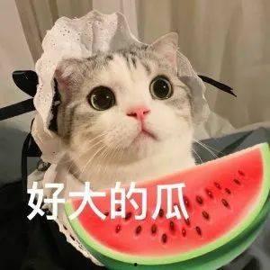 网红吃瓜狗子是谁,揭秘网络红人的神秘魅力