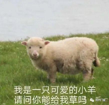 懒哥爆料小羊的视频,小羊视频背后的惊人真相