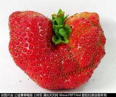 最新爆料草莓图片,最新爆料图片揭秘诱人果实风采