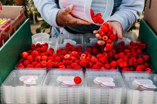 最新爆料草莓图片,最新爆料图片揭秘诱人果实风采