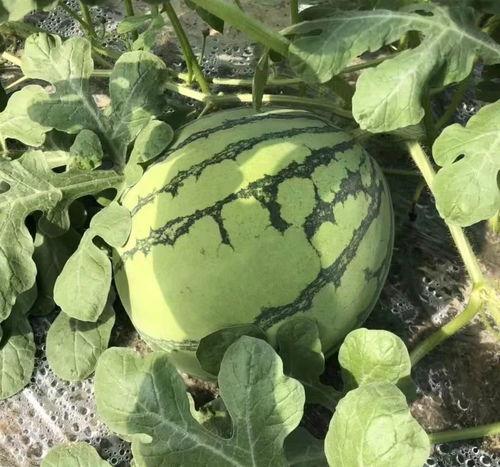 甜瓜乐园大爆料攻略视频,视频攻略全解析